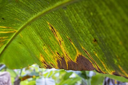 Banana tree disease, Symptoms of black sigatoka on banana foliage, Black sigatoka infected plant, Dry banana leaf surface.の写真素材