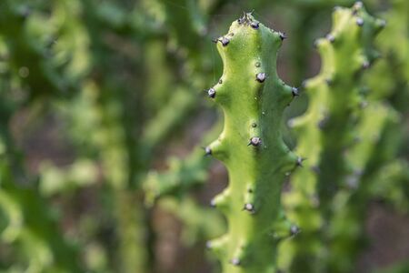 Asian Cactus Plant .Cactus at rocks at blue sky in tungareshwar mountain Maharashtra india.