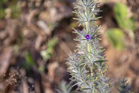 First spring flower violet blepharis plant blooming, forest of Maharashtra. Blossom of Young purple...