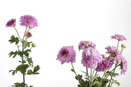 Beautiful Pink chrysanthemum isolated on whiteの写真素材