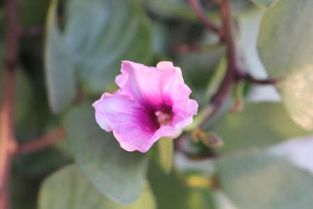 A close up of a flower. High quality photoの写真素材