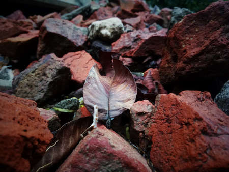 A close up of a rock. High quality photoの写真素材
