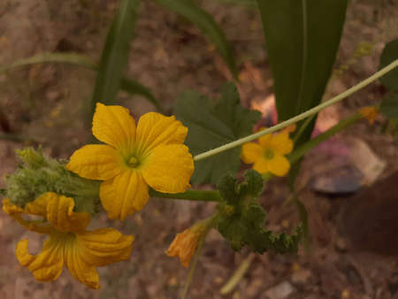 A close up of a flower. High quality photoの写真素材