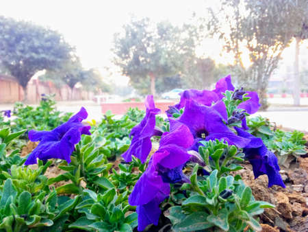 A vase filled with purple flowers. High quality photoの写真素材
