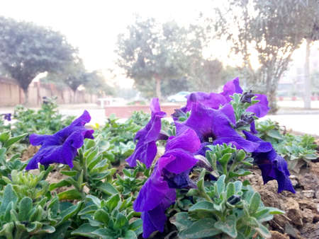 A vase filled with purple flowers. High quality photoの写真素材