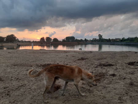 A dog standing on a dirt road. High quality photoの写真素材