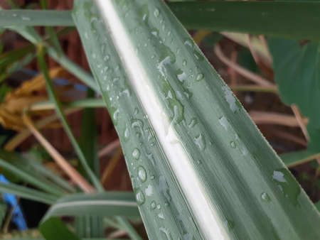 A close up of a green leaf of sugar . High quality photoの写真素材