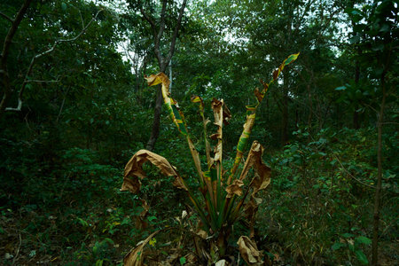 Dried wild banana tree in Tungareshwar forest at Vasai, Maharashtra, Indiaの写真素材