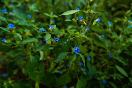 Wild blue flowers in the forest of Tungareshwar in Vasaiの写真素材