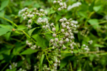 In the forest of Tungareshwar in Vasai, A bunch of wild white flowers has bloomed.の写真素材