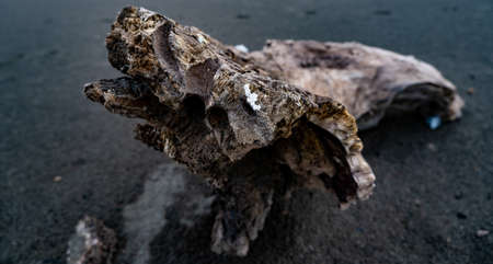 Dry trunk of a tree carried by water on Suruchi beach at Vasaiの写真素材