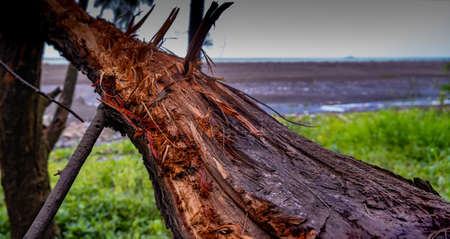 A tree trunk chopped by lightning on Suruchi Beach in Vasaiの写真素材