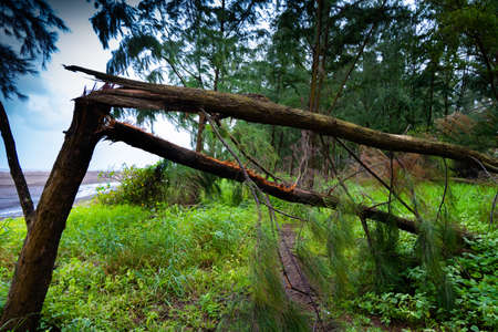 A broken tree collapsed due to an electric shock on Suruchi beach in Vasai.の写真素材