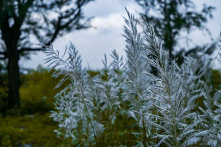 Pampas Grass near Suruchi Beach in Vasaiの写真素材