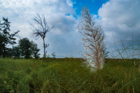 In the grassland near Suruchi Beach in Vasai, Kans grass is blooming under the clouds.の写真素材