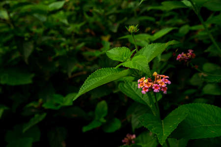 Lantana flowers with green leaves are blooming in the bushes near Suruchi Beach in Vasai.の写真素材