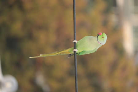 ring-necked Parakeetの写真素材