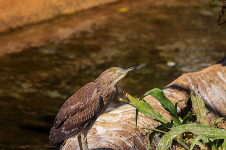 Look at Black Crowned Night Heronの写真素材