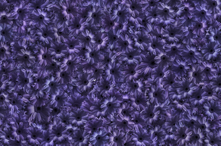 Transvaal daisy Gerber format Chrysanthemum, herbaceous Plant, purple background and a purple flower patternの写真素材