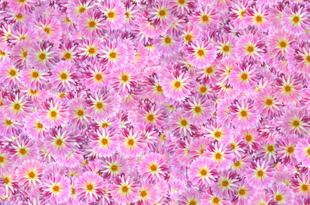 A pattern of Dahlia Pink Flower backgroundの写真素材