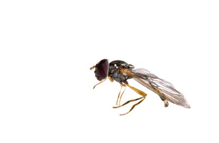 ugly black small macro fly isolatedの写真素材