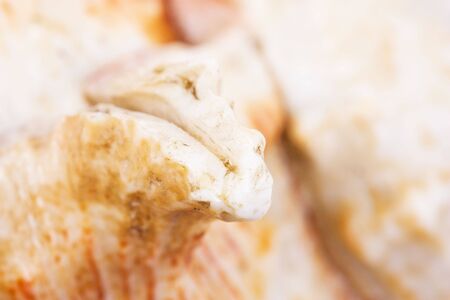 natural tropical beauty macro shell の写真素材