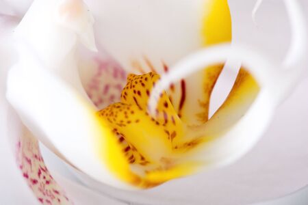 beautiful exotic macro white orchidの写真素材