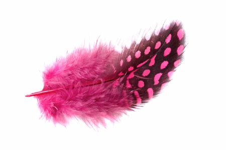 exotic soft beautiful feather on white backgroundの写真素材