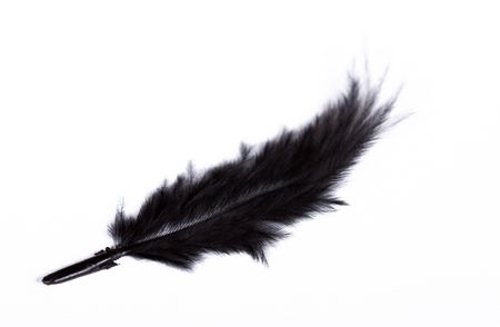 exotic soft beautiful black feather on white backgroundの写真素材