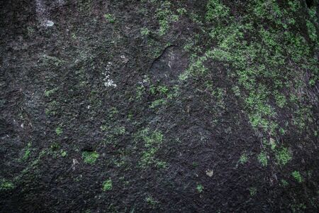 background of some moss grow up on the rock in jungleの写真素材
