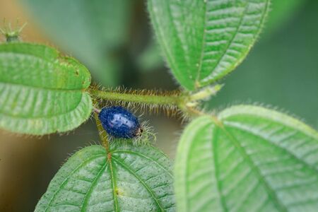 Small blue seed of a plant - close upの写真素材