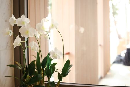 White flower inside the house for decoration, with sunshine on themの写真素材