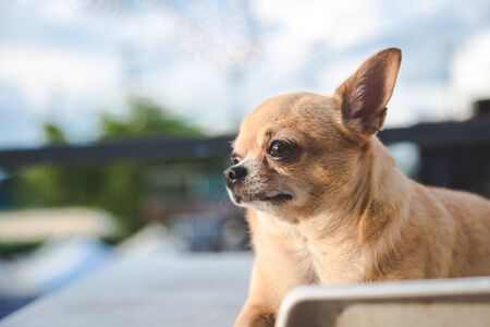Chiwawa is sitting on table looking forward with blue sky backgroundの写真素材