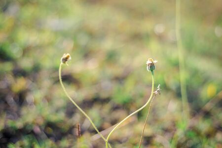 couple small yellow flower with white lobe look like a heart of love around above grassの写真素材
