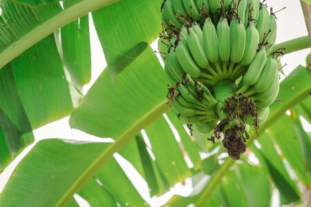 Green banana tree with group of raw bananasの写真素材