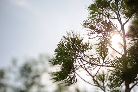 flare from sun shine through pine leaves in morning