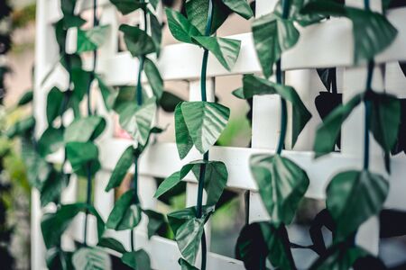 fake creeping plant hang with the white wood wallの写真素材