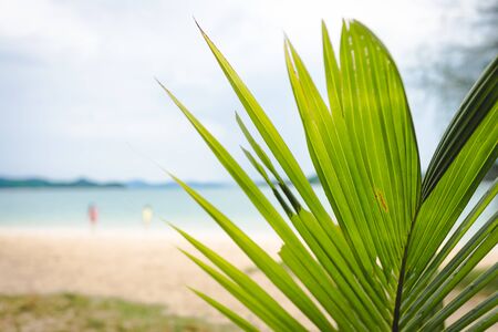coconut leaf with background of some people on the beachの写真素材