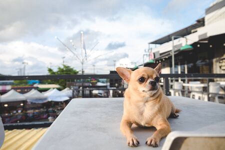Chiwawa is sitting on table looking forward with blue sky backgroundの写真素材