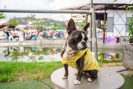 bulldog and pitbull mixing dog wear yellow white shirt stand on the table in marketの写真素材