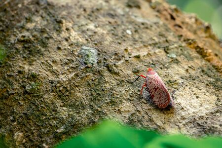 Red bug with beautiful pattern on the wing stay on the wood, walking upper
