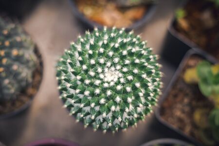 ball cactus with many white flora on body look like abit spiral to the top with another pot around