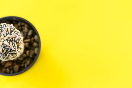 White V cactus in pot put on yellow scene at the edge on picture - text spaceの写真素材