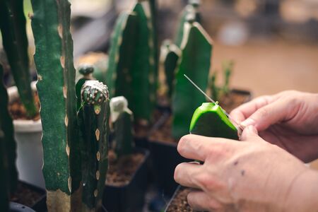 Cactus Genetic modify for make them bigger or more beautifulの写真素材