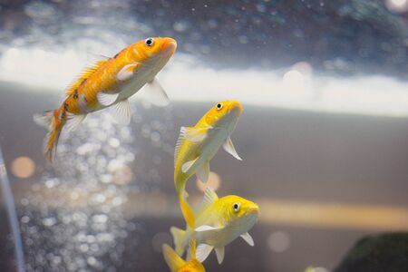 close up group of golden fish swim together up to find someone feed them in fish tank