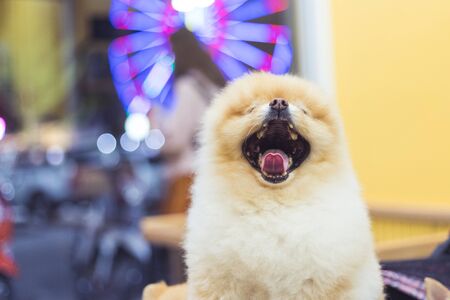 pomeranian dog yawn showing its teeth and tongue with blurred market in backgroundの写真素材