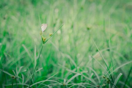 small butterfly stay on top of grass lonelyの写真素材