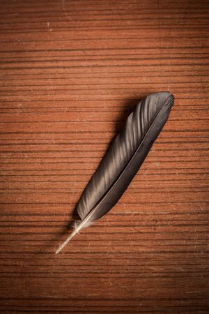 backside feather on wood tableの写真素材