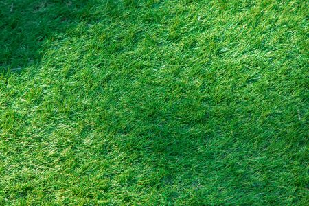green grass with sun shine on from big tree, make some shadow on thereの写真素材