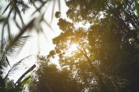 forest nature background that look up to big tree with sun shine in orange color shiningの写真素材